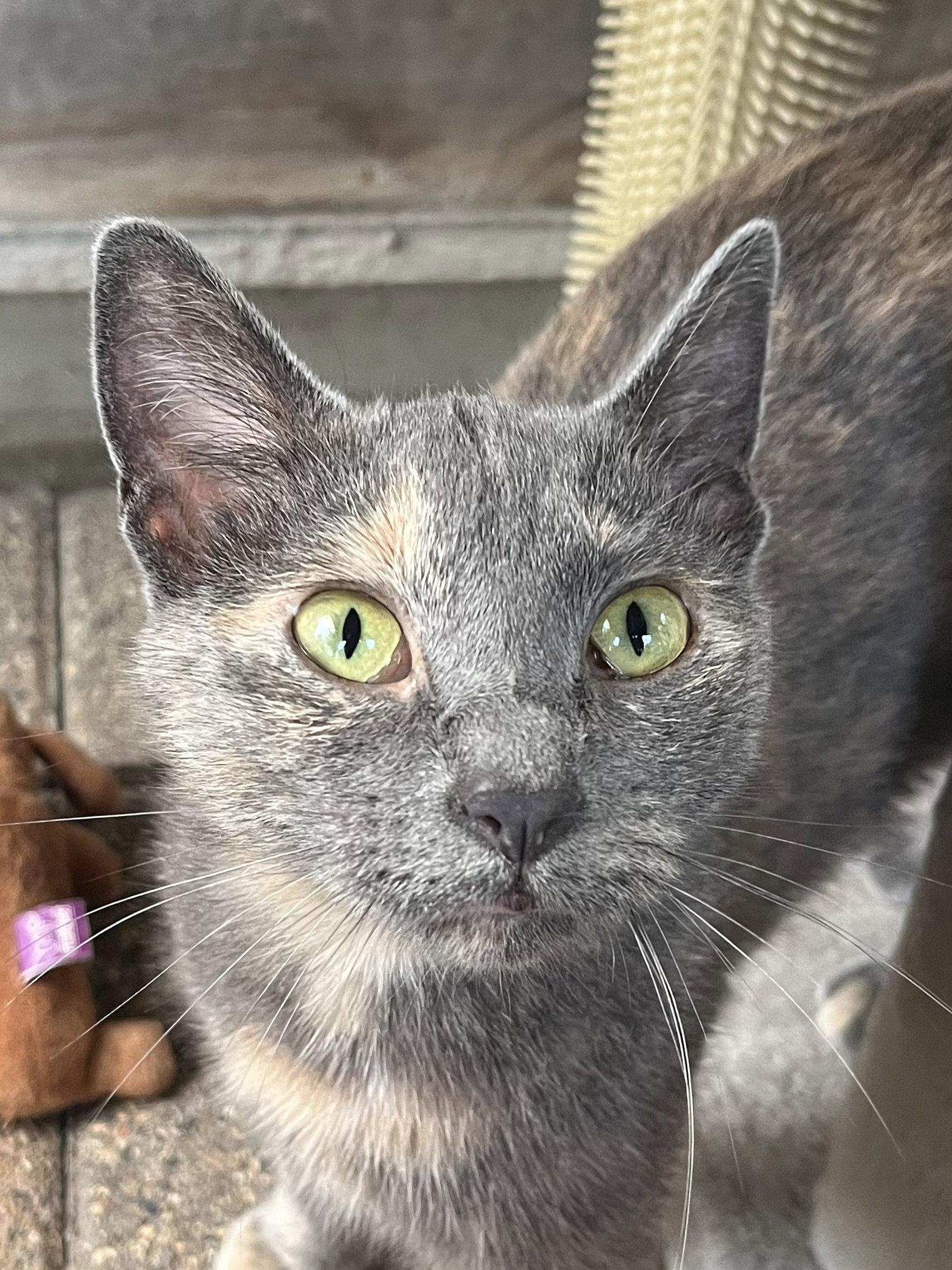 Enlarge Claudia, a Adoptable mixed breed in Zimmerman, MN image 1/2