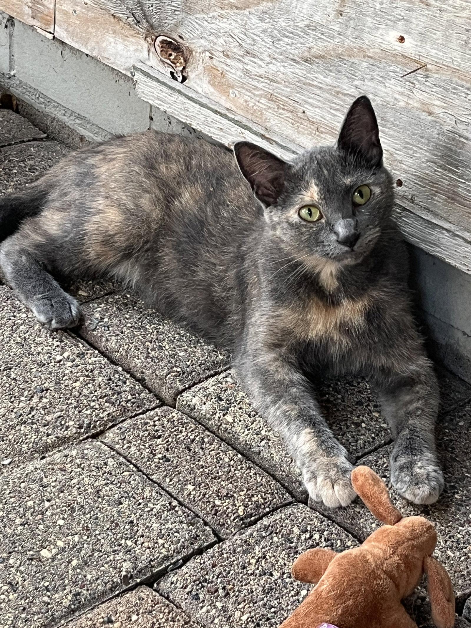 Enlarge Claudia, a Adoptable mixed breed in Zimmerman, MN image 2/2