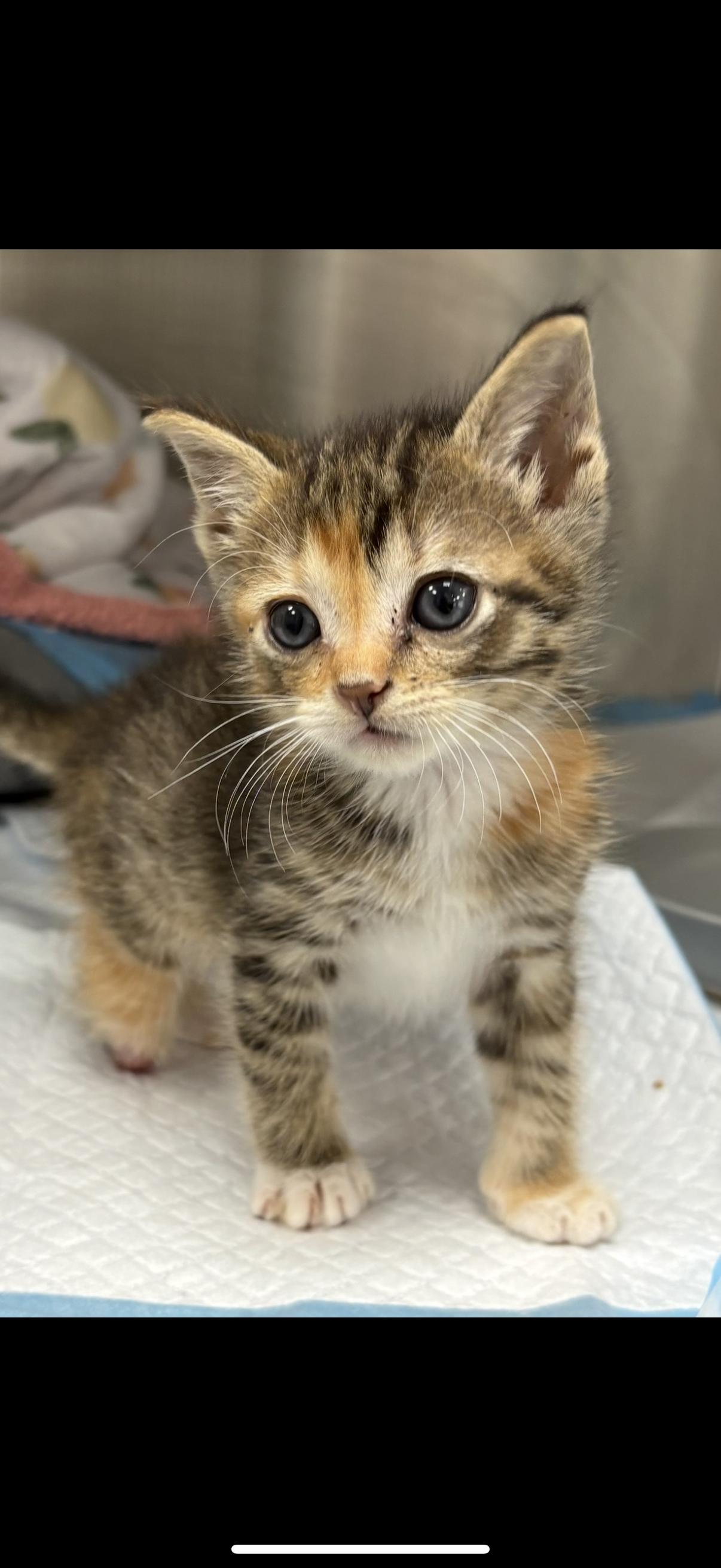 Mellark, a Adoptable Domestic Short Hair in Chicago, IL image 4/5