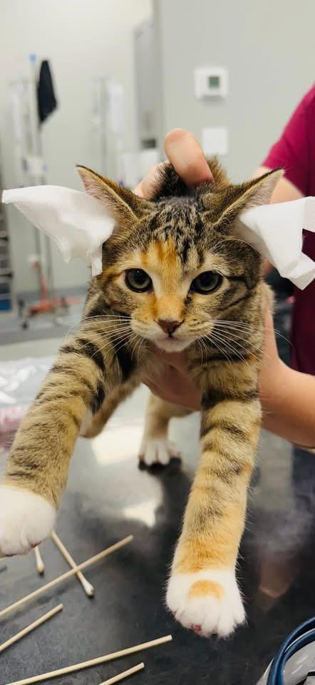 Mellark, a Adoptable Domestic Short Hair in Chicago, IL image 1/5