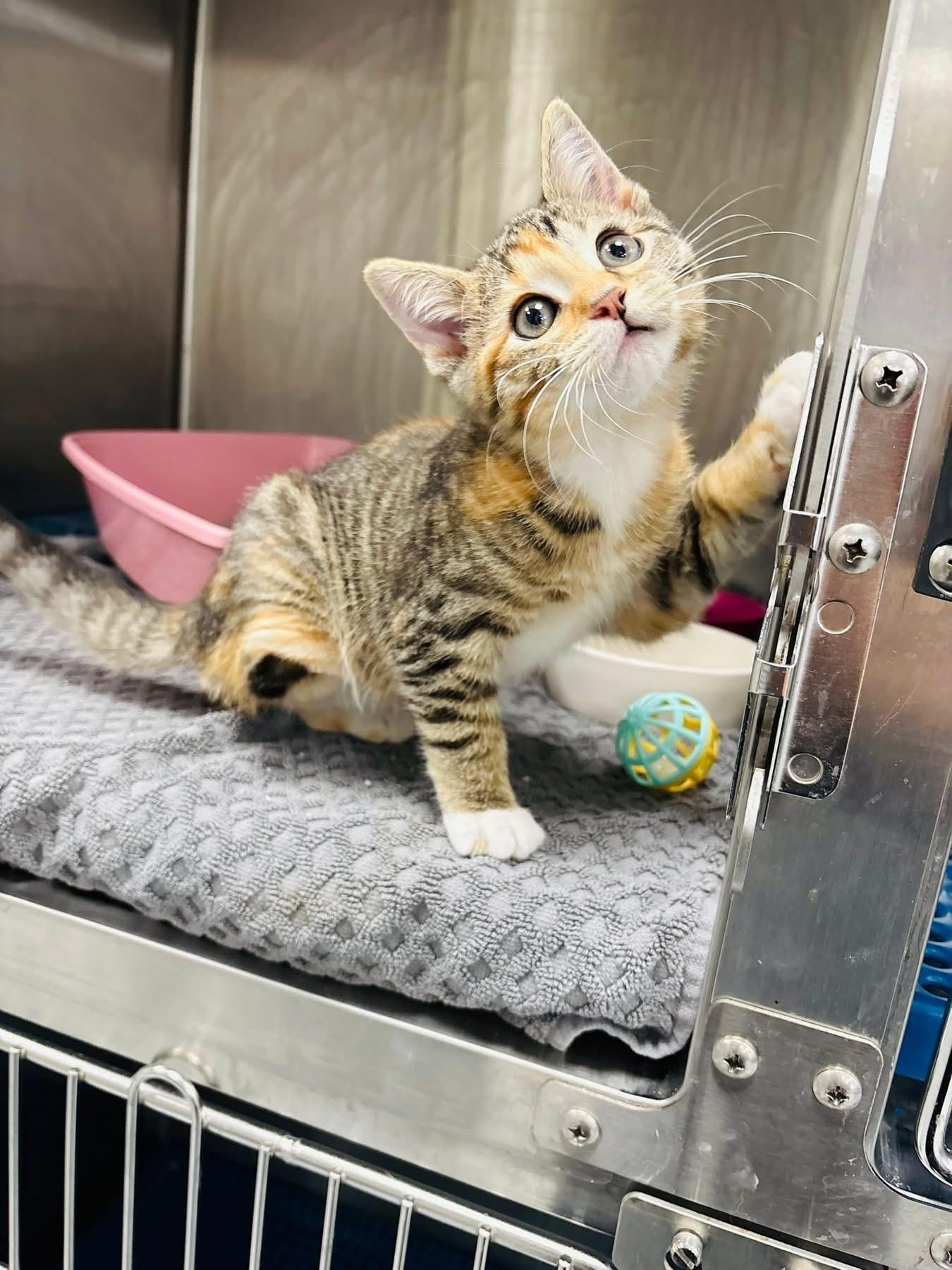 Mellark, a Adoptable Domestic Short Hair in Chicago, IL image 2/5