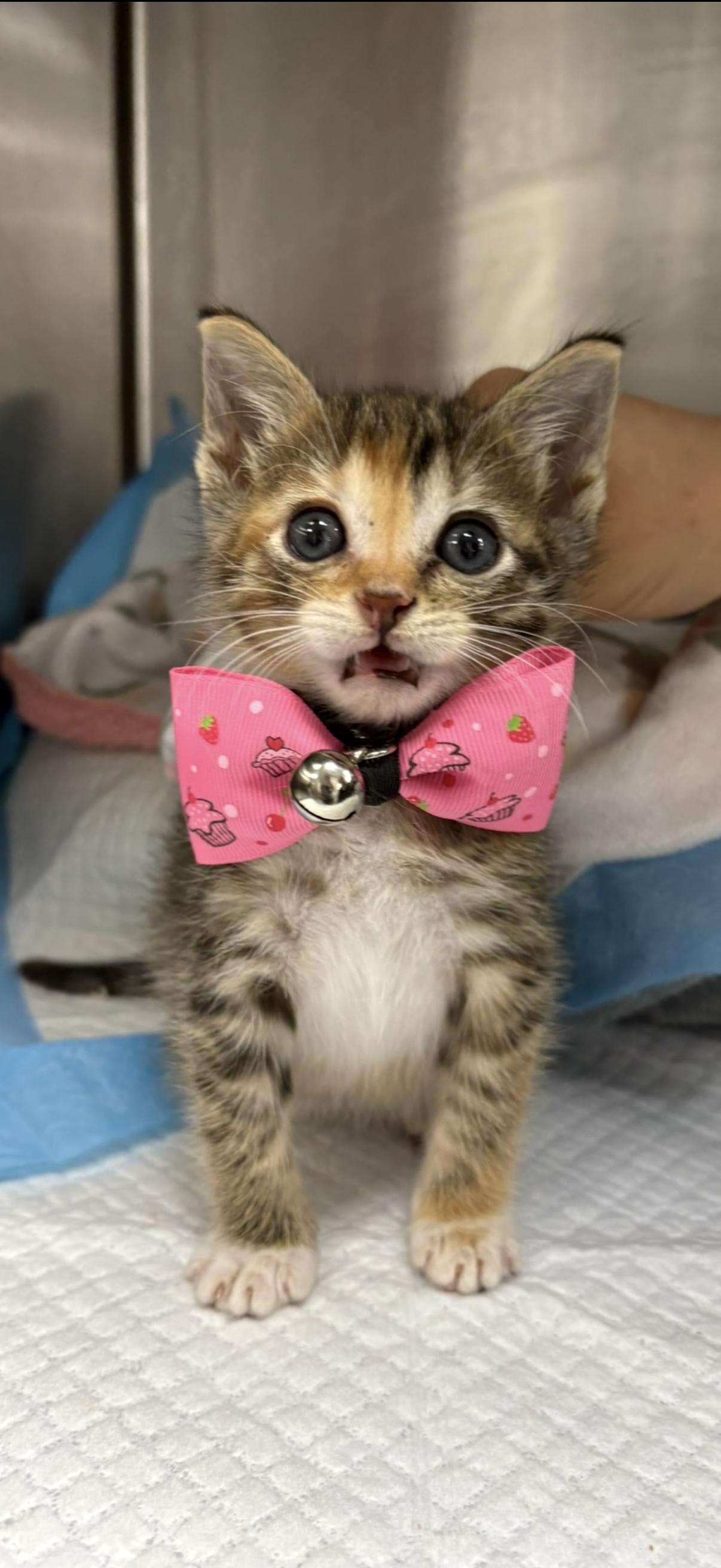 Mellark, a Adoptable Domestic Short Hair in Chicago, IL image 3/5