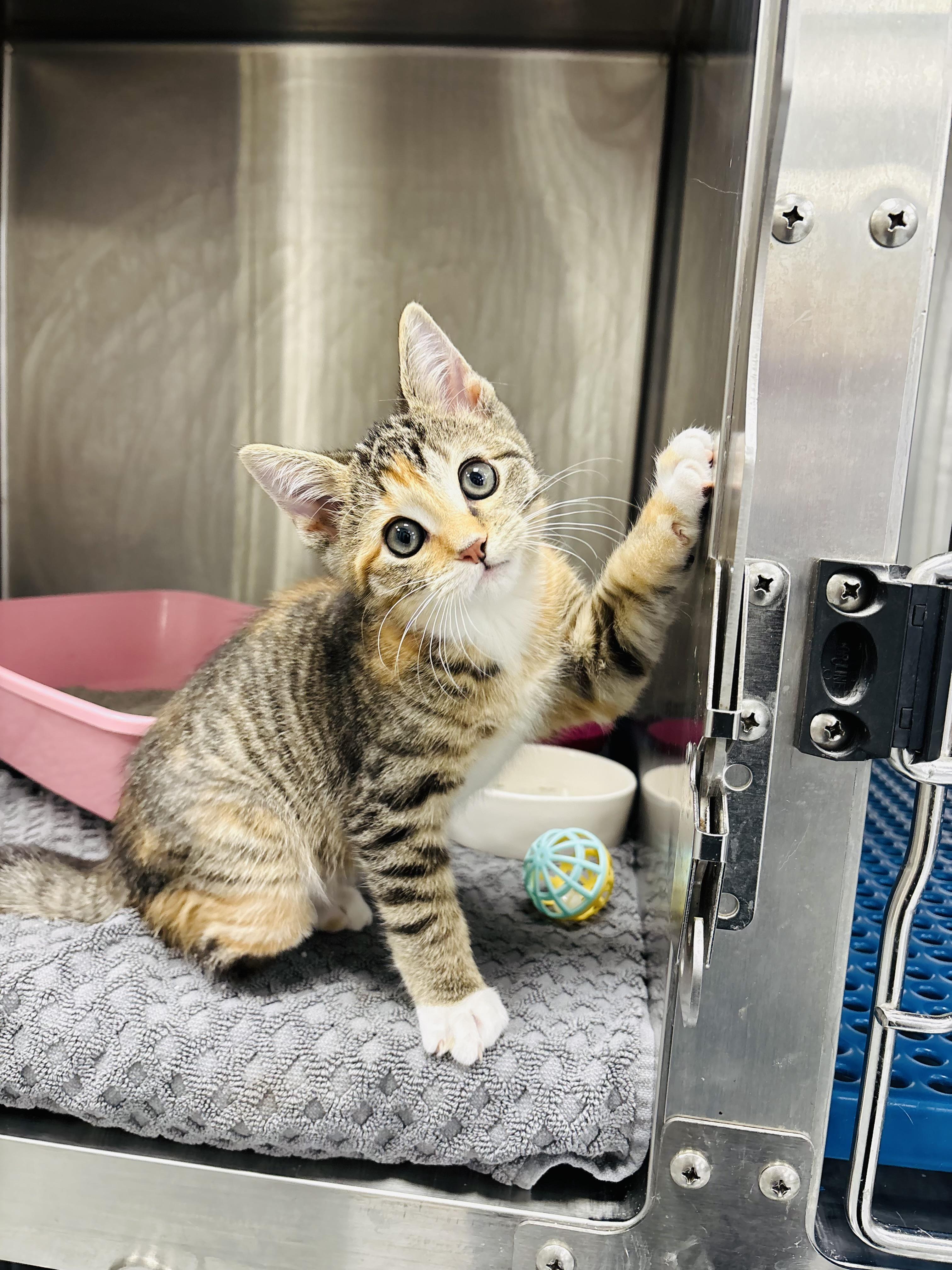 Mellark, a Adoptable Domestic Short Hair in Chicago, IL image 5/5