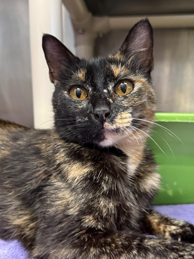 Volcano, Adoptable, Young Female Domestic Short Hair.