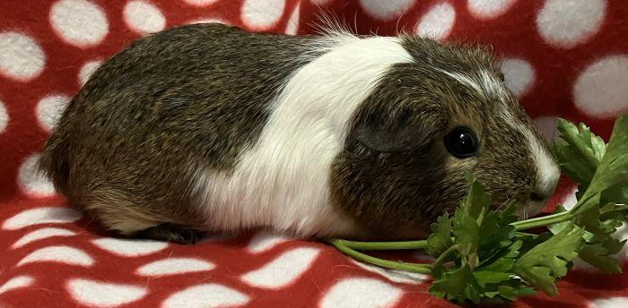 Enlarge Artemis, an adopted Short-Haired in Roselle, IL image 1/3