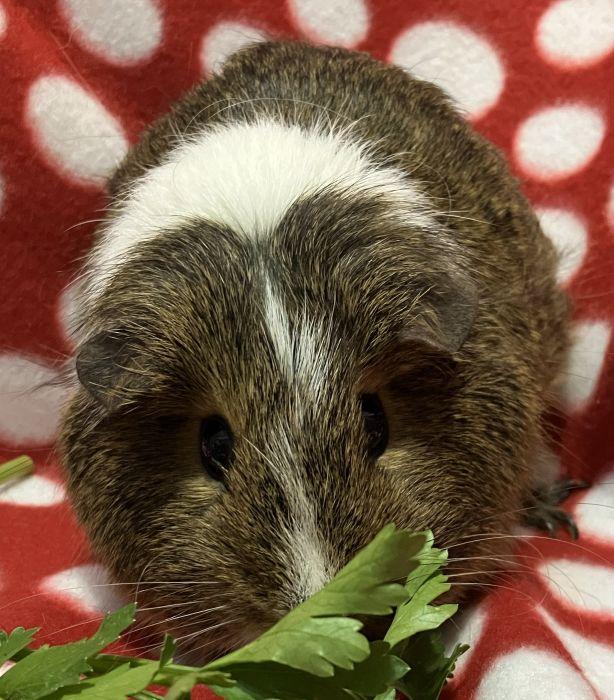 Enlarge Artemis, an adopted Short-Haired in Roselle, IL image 2/3