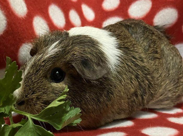 Enlarge Artemis, an adopted Short-Haired in Roselle, IL image 3/3