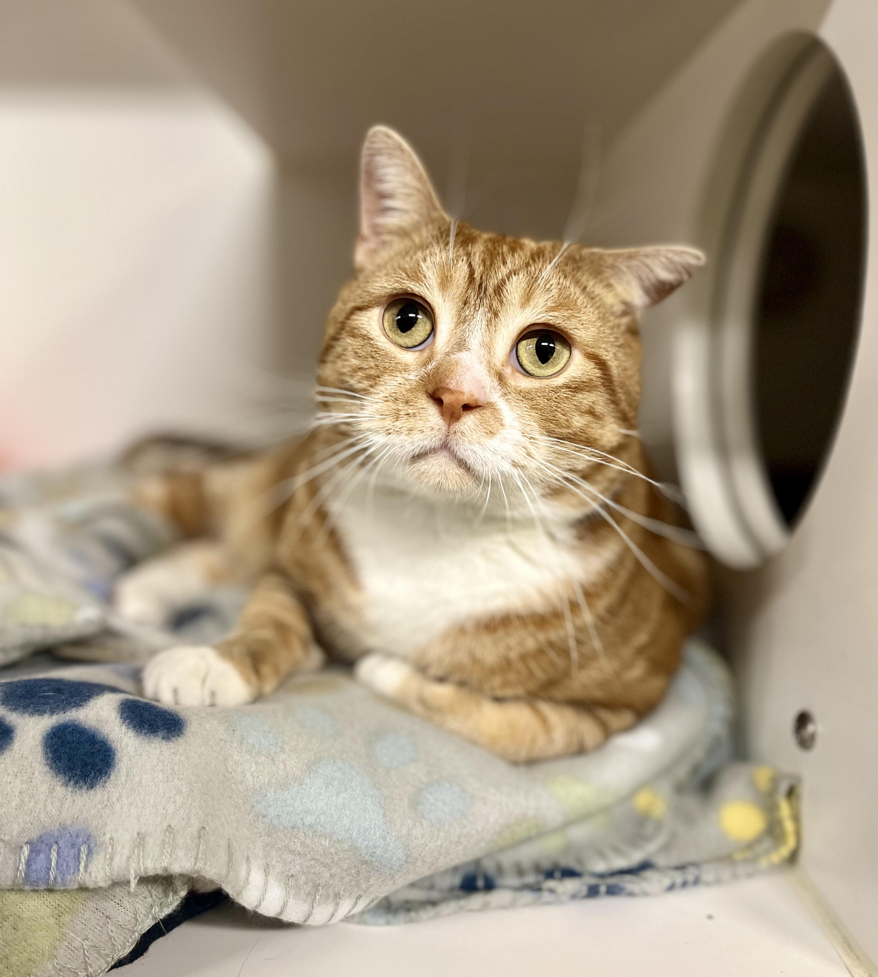 Enlarge Orange Dreamsicle, a Adoptable Domestic Short Hair in Seville, OH image 1/1