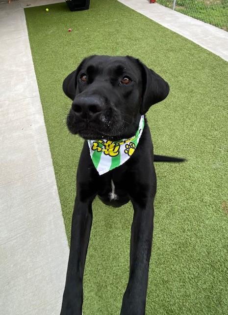 Enlarge Flex, a ADOPTABLE mixed breed in Fayetteville, AR image 3/6