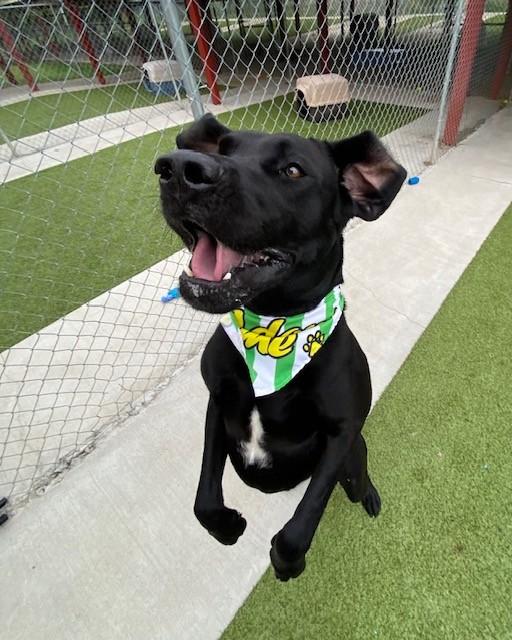 Enlarge Flex, a ADOPTABLE mixed breed in Fayetteville, AR image 2/6