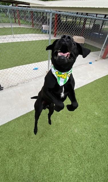 Enlarge Flex, a ADOPTABLE mixed breed in Fayetteville, AR image 6/6