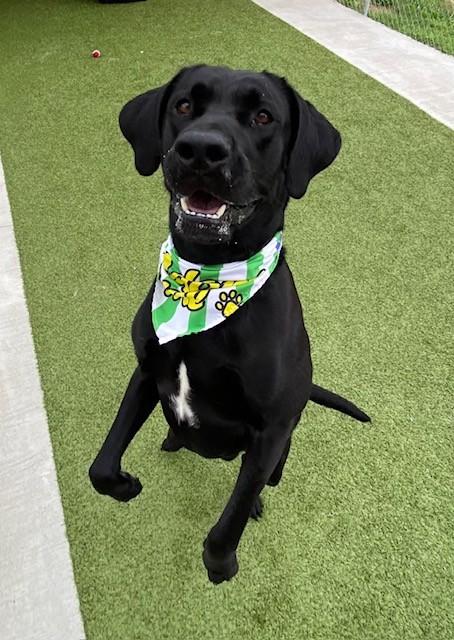 Enlarge Flex, a ADOPTABLE mixed breed in Fayetteville, AR image 4/6