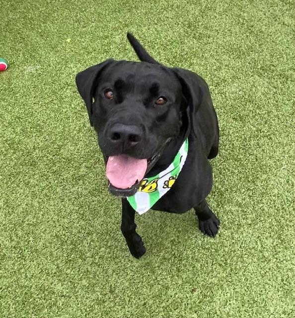 Flex, ADOPTABLE, Adult Male Black Labrador Retriever.