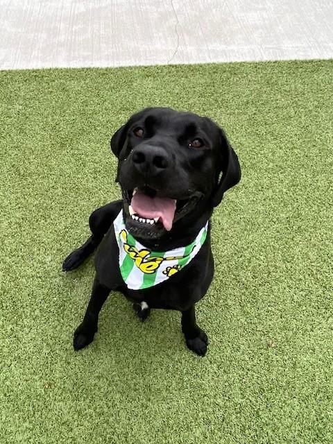 Enlarge Flex, a ADOPTABLE mixed breed in Fayetteville, AR image 5/6