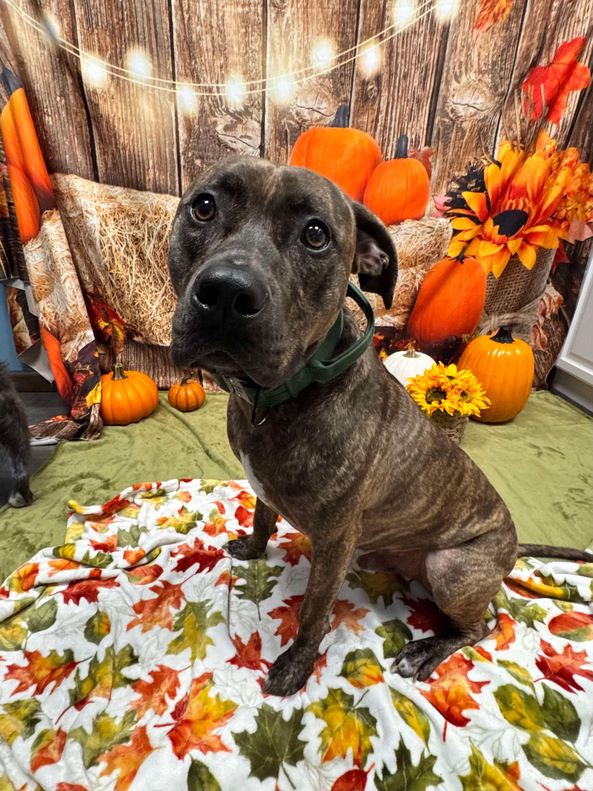 Bruin, an adoptable Terrier, Boxer in Cumberland, RI, 02864 | Photo Image 1