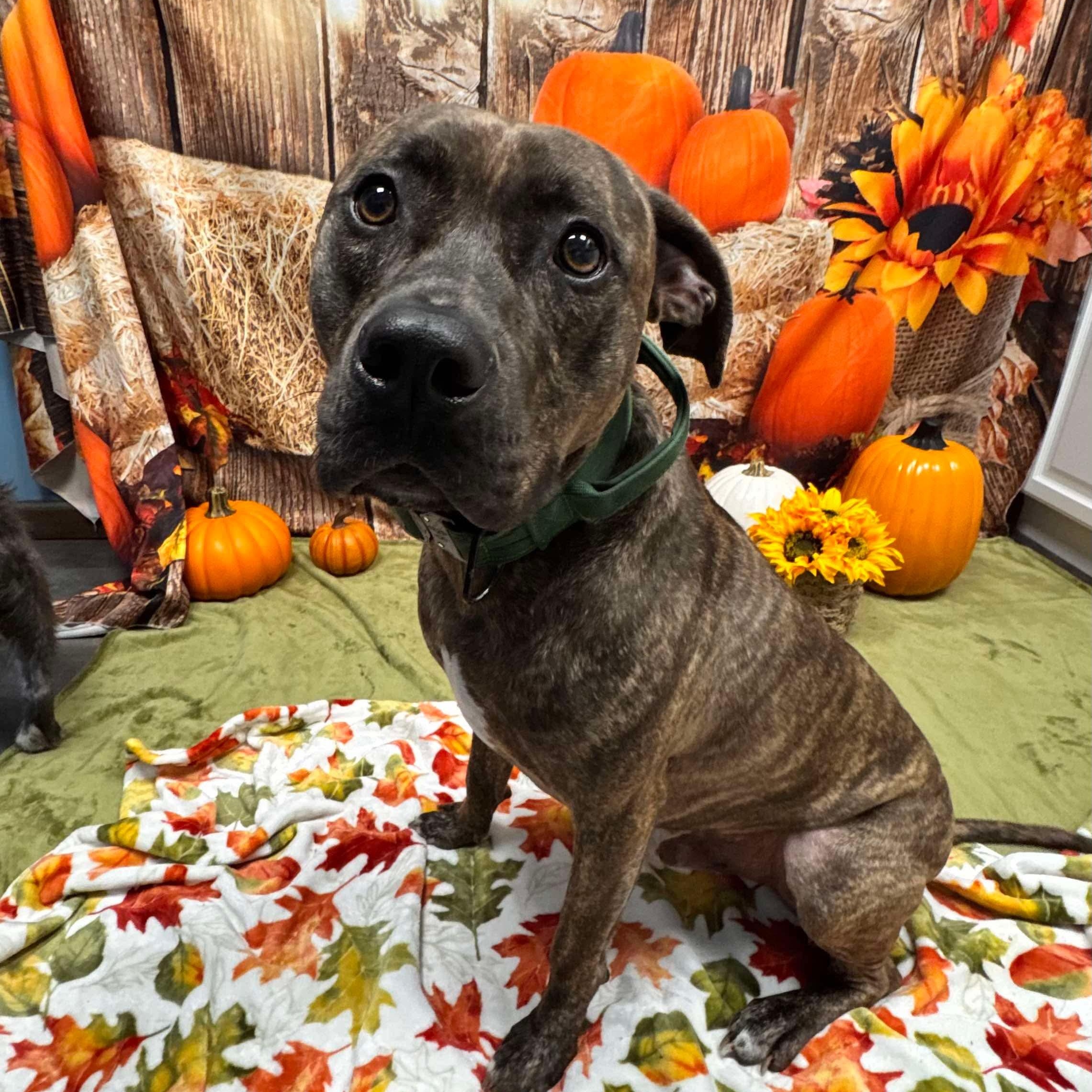 Bruin, a Adoptable mixed breed in Cumberland, RI image 1/5