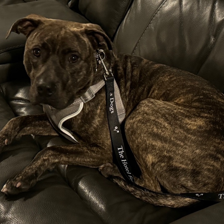 Bruin, a Adoptable mixed breed in Cumberland, RI image 5/5