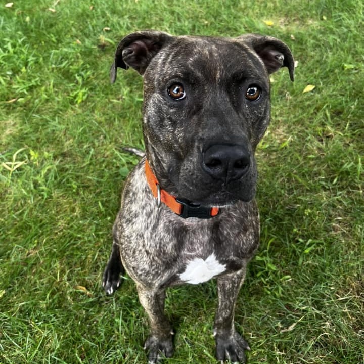 Bruin, a Adoptable mixed breed in Cumberland, RI image 4/5