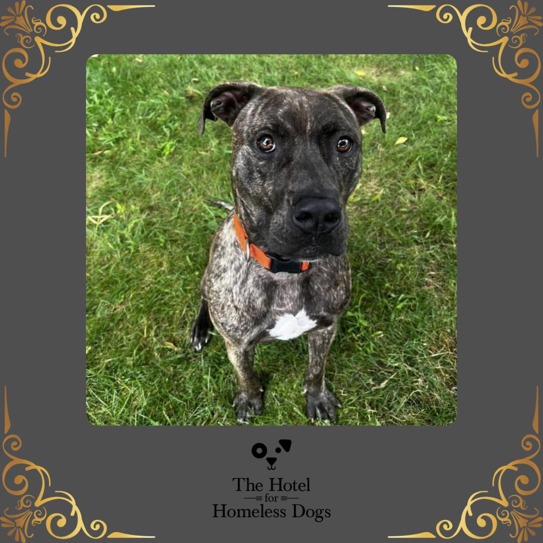 Bruin, an adoptable Terrier, Boxer in Cumberland, RI, 02864 | Photo Image 1