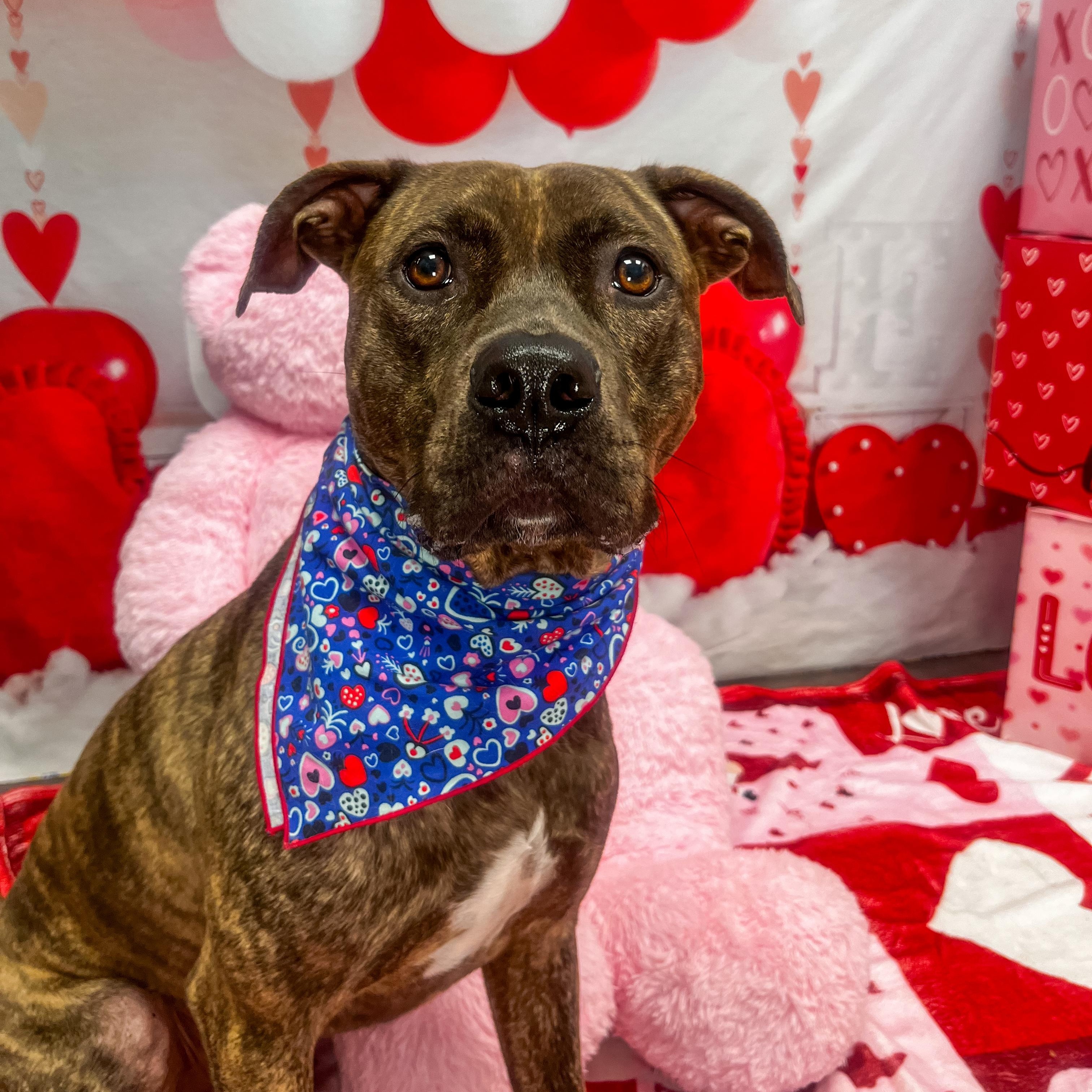 Bruin, a Adoptable mixed breed in Cumberland, RI image 3/5