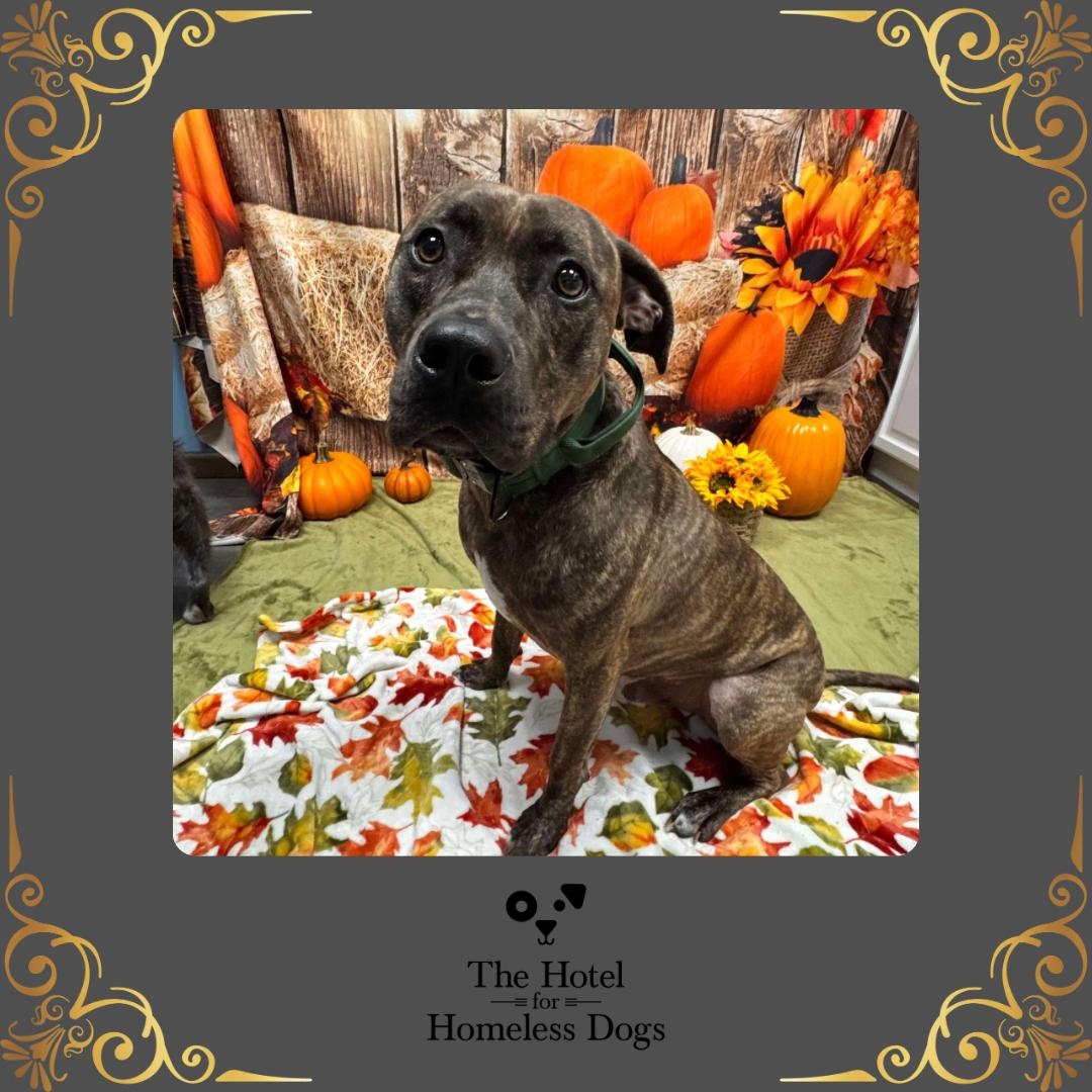 Bruin, a Adoptable mixed breed in Cumberland, RI image 2/5