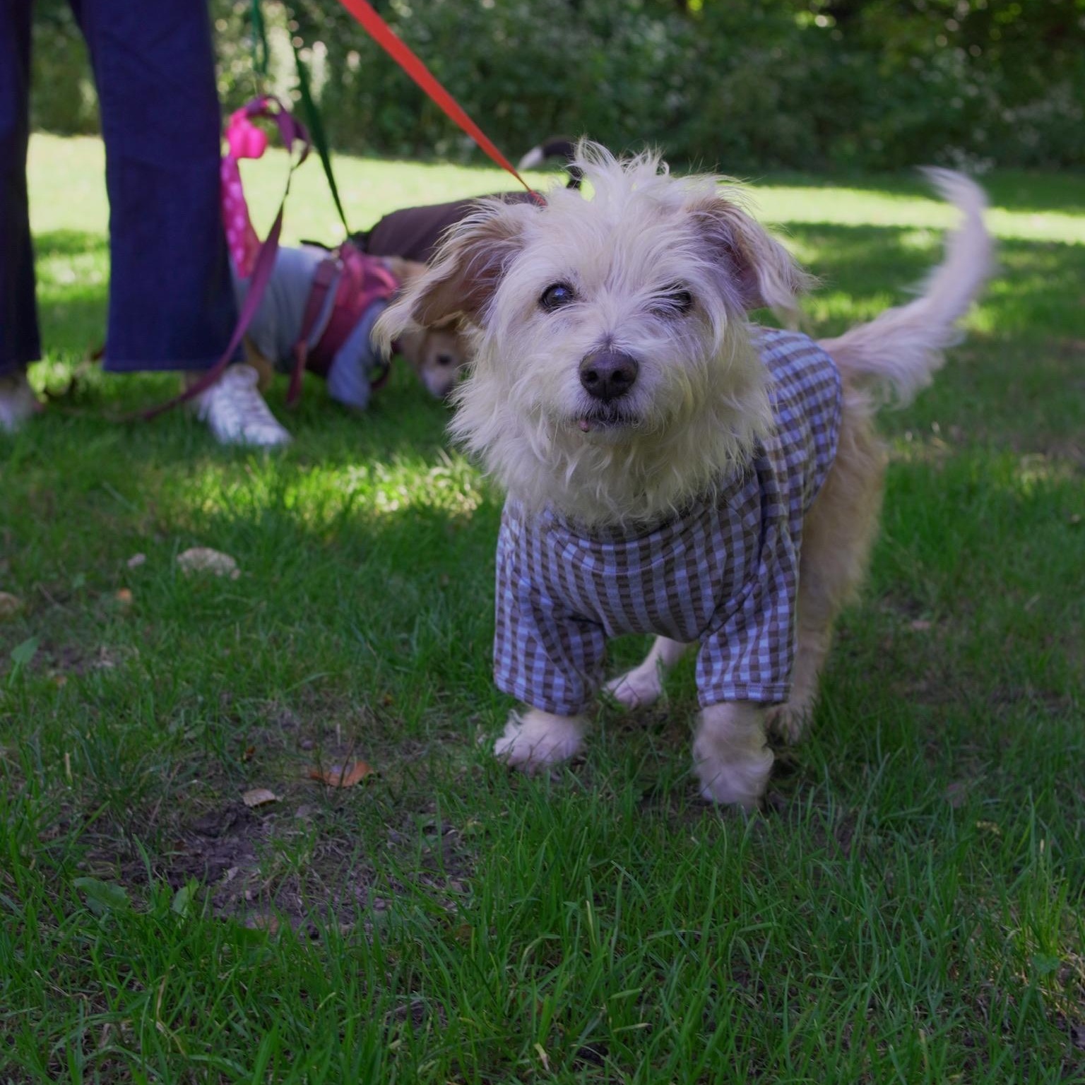 Enlarge Comet, a Adopted mixed breed in Brooklyn, NY image 4/6
