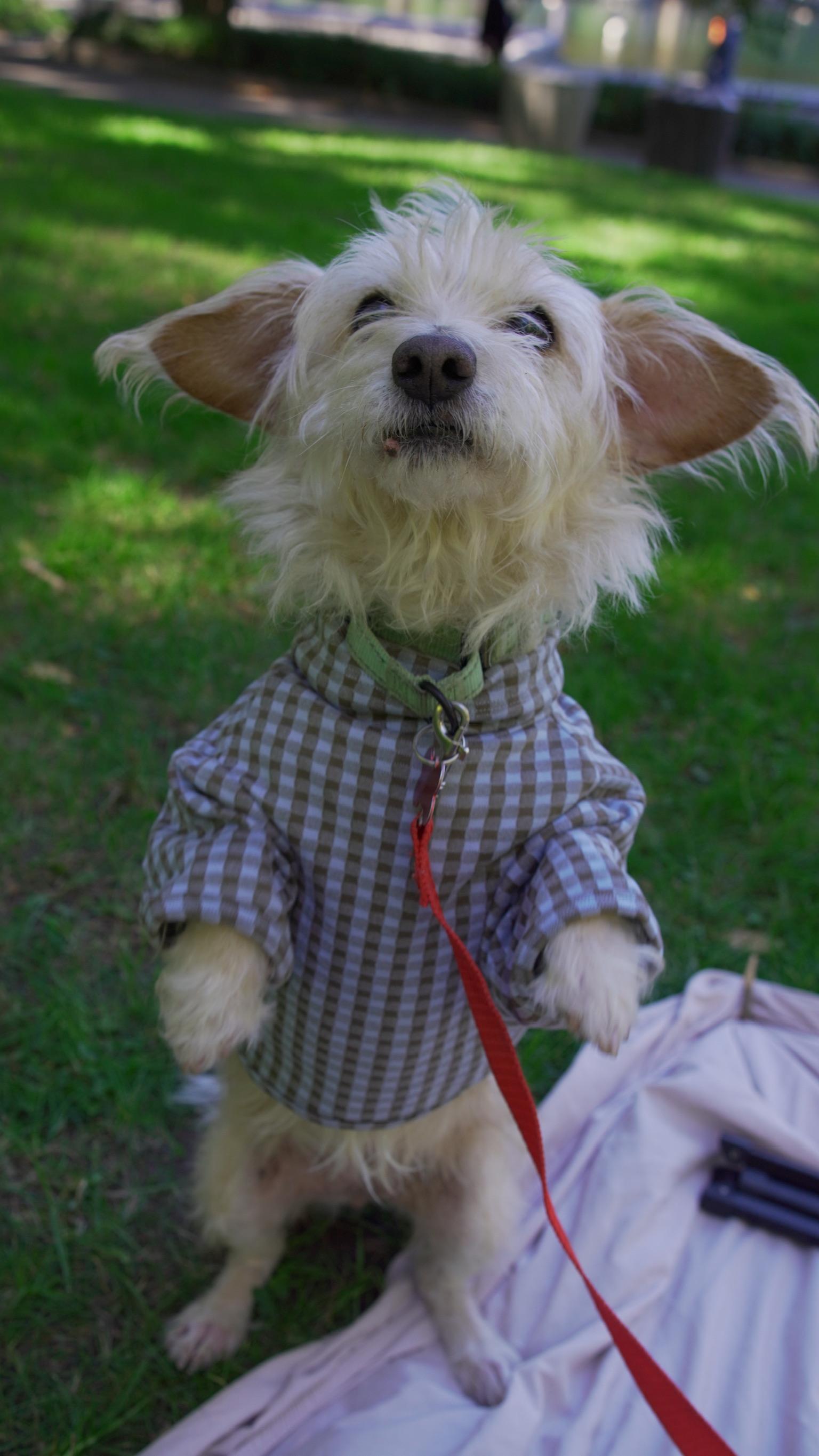 Enlarge Comet, a Adopted mixed breed in Brooklyn, NY image 1/6