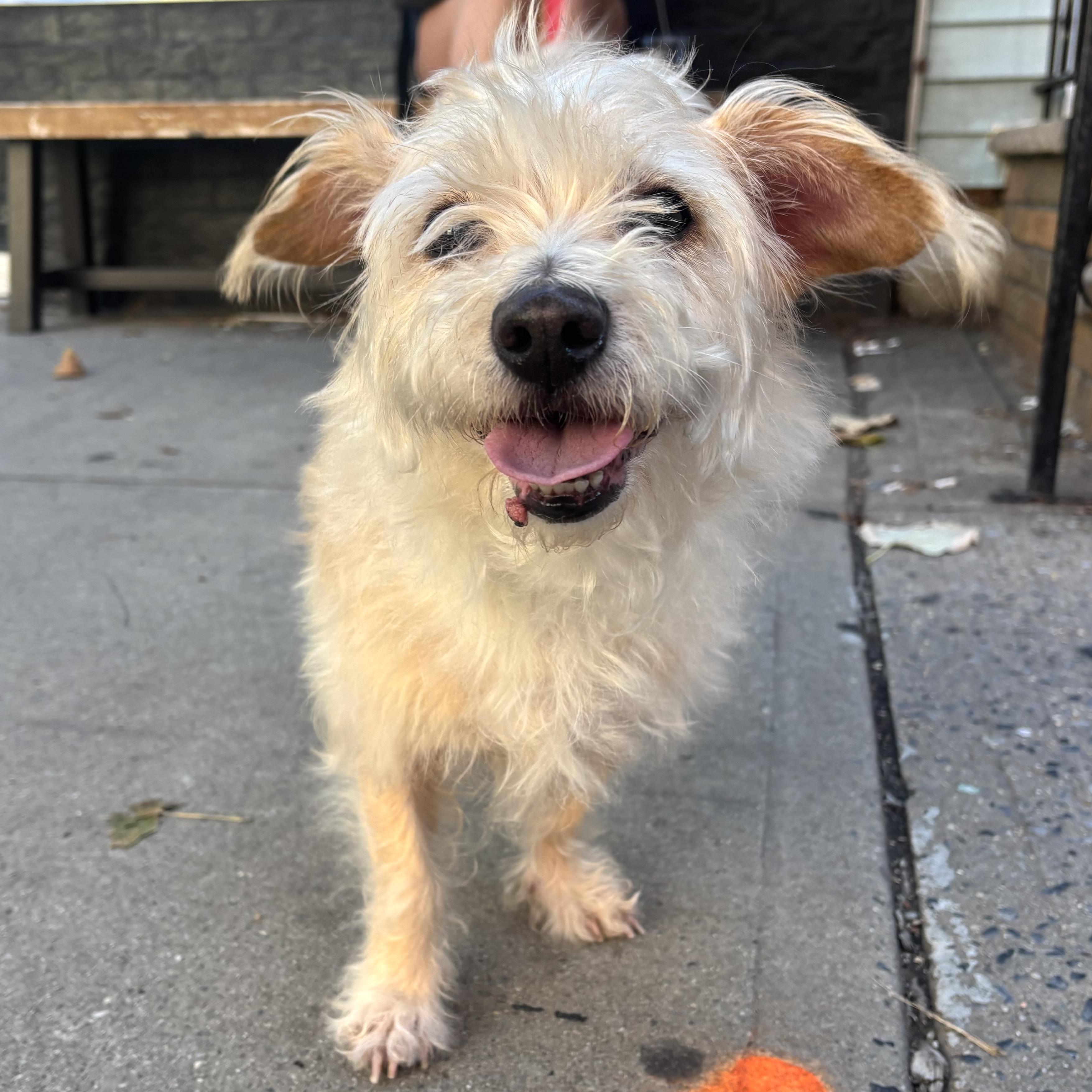 Comet, ADOPTABLE, Senior • Female, Cairn Terrier.