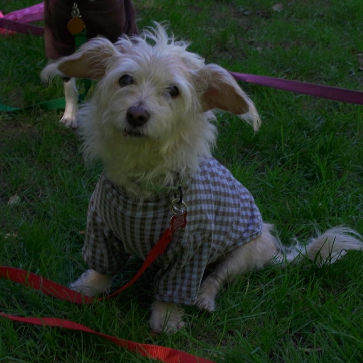 Enlarge Comet, a Adopted mixed breed in Brooklyn, NY image 3/6