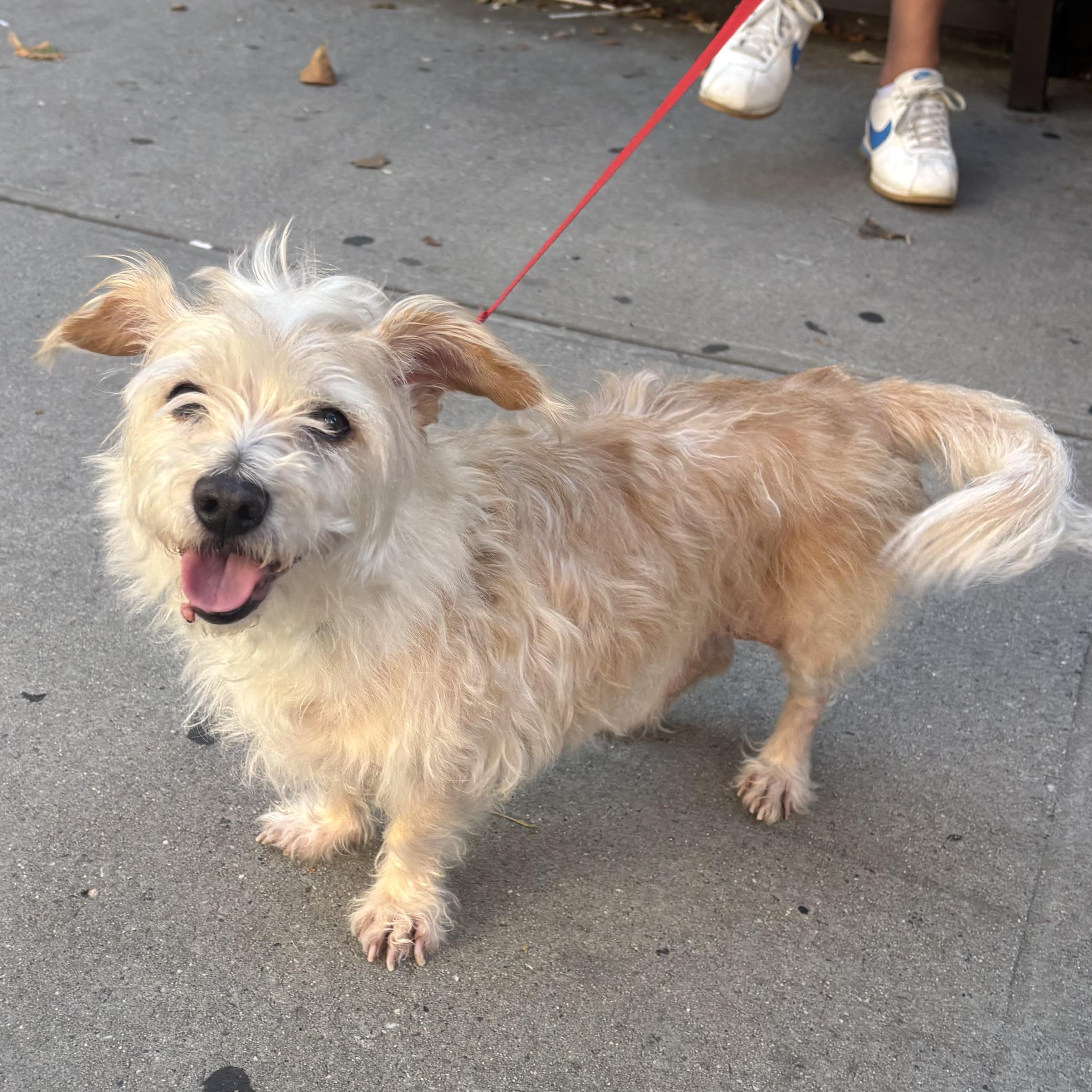 Enlarge Comet, a Adopted mixed breed in Brooklyn, NY image 6/6