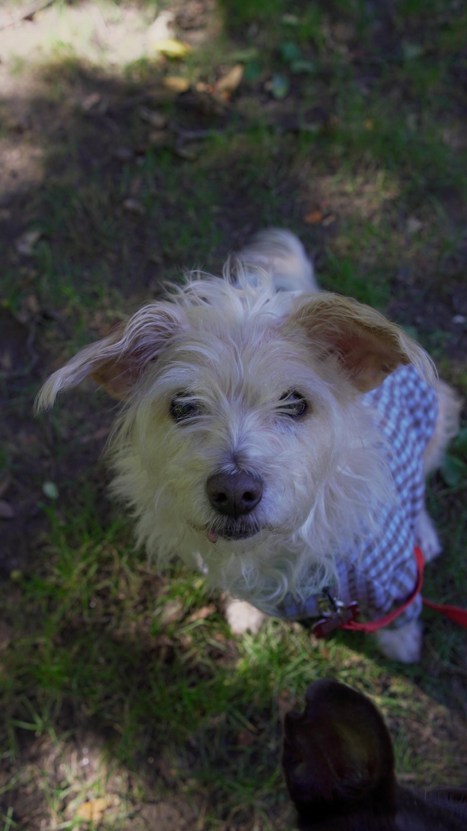 Enlarge Comet, a Adopted mixed breed in Brooklyn, NY image 2/6