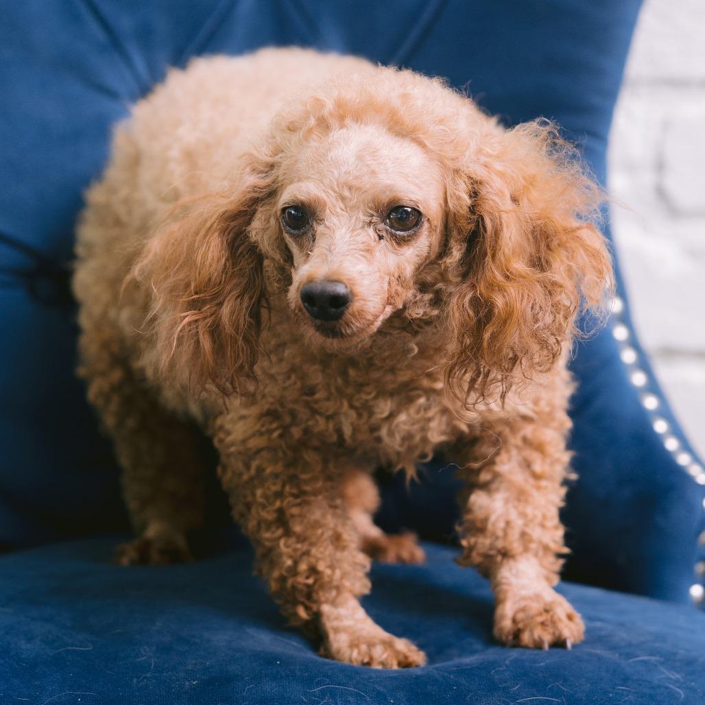 Stacy, Adoptable, Adult Female Miniature Poodle.