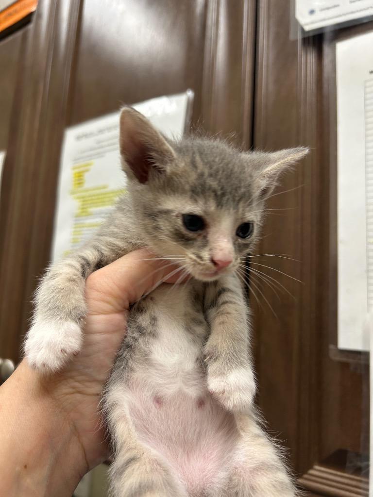 2026-09-063, Adoptable, Young Female Domestic Short Hair.