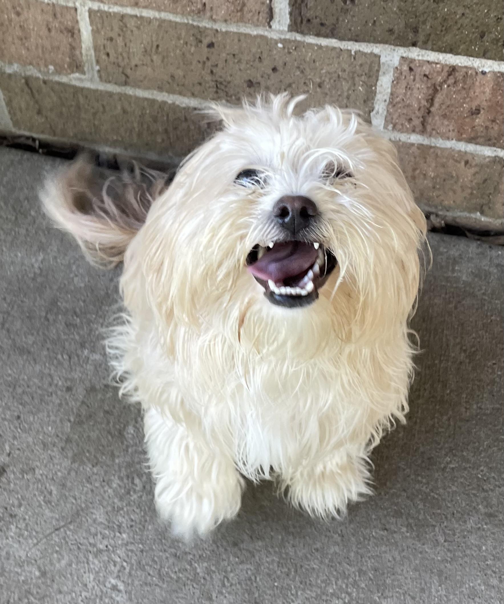 Harper ADOPTED, adopted, Young Female Havanese & Lhasa Apso.