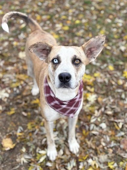 Riley, a Adoptable mixed breed in Bartlesville, OK image 1/6