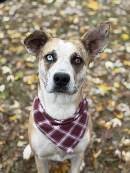 Riley, a Adoptable mixed breed in Bartlesville, OK image 3/6