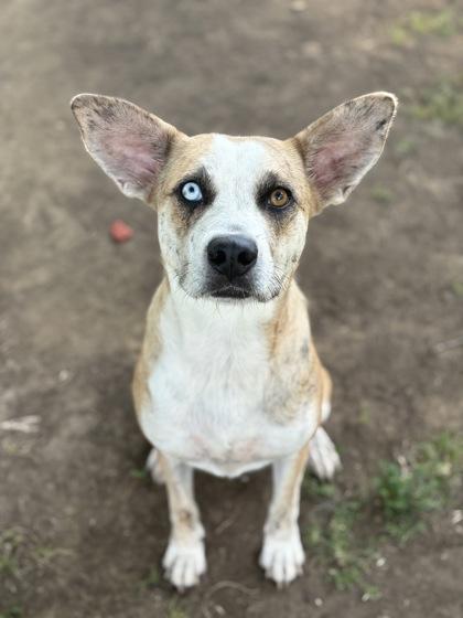 Riley, a Adoptable mixed breed in Bartlesville, OK image 6/6