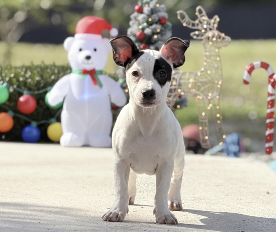 Mala, ADOPTABLE, Puppy Female American Bulldog.