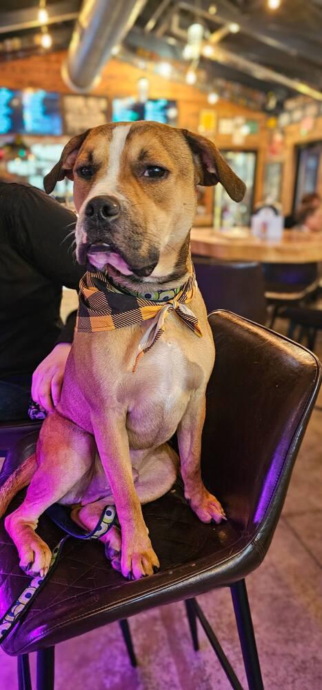 Enlarge Liam-Chops, a Adoptable mixed breed in Milton, DE image 1/6