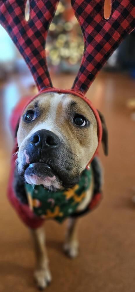 Enlarge Liam-Chops, a Adoptable mixed breed in Milton, DE image 4/6