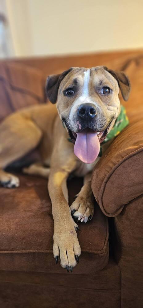 Enlarge Liam-Chops, a Adoptable mixed breed in Milton, DE image 6/6
