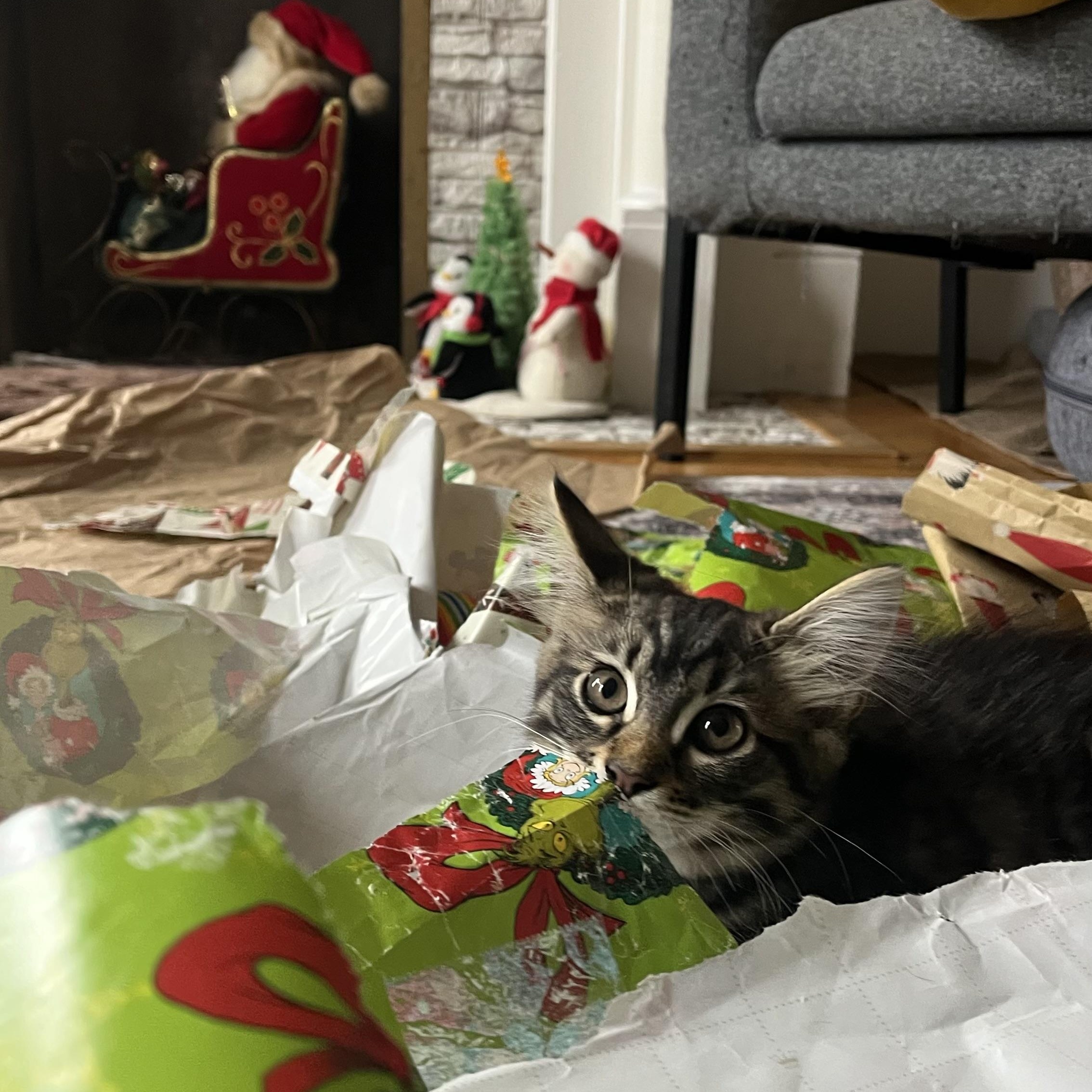 Enlarge Penelope, an adopted Domestic Long Hair in San Francisco, CA image 5/6