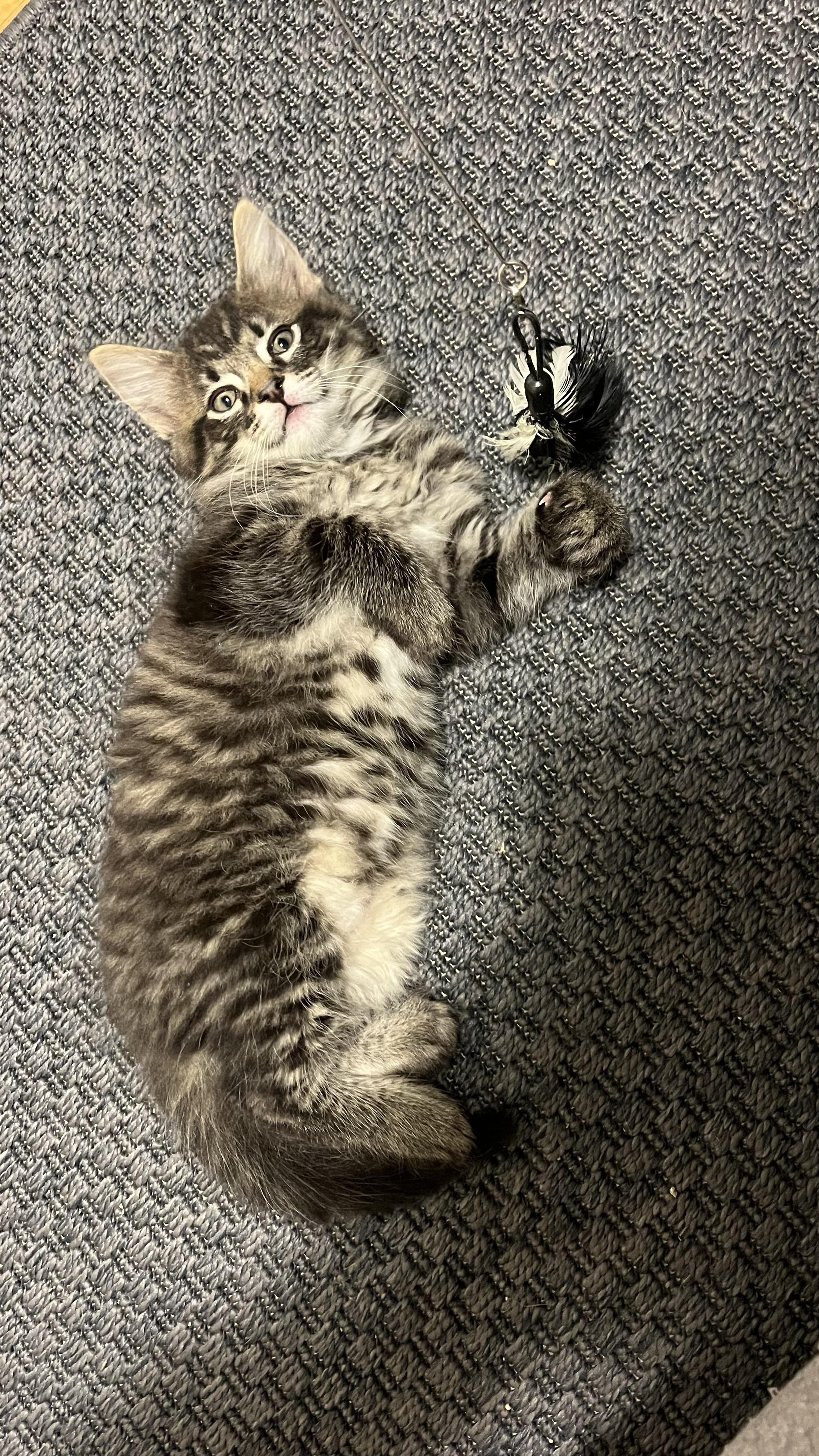 Enlarge Penelope, an adopted Domestic Long Hair in San Francisco, CA image 6/6