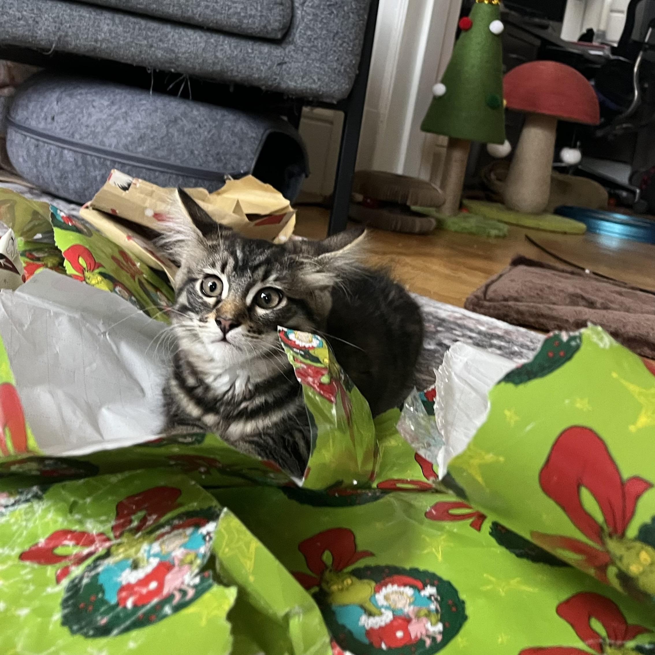 Penelope, adopted, Kitten Female Domestic Long Hair.