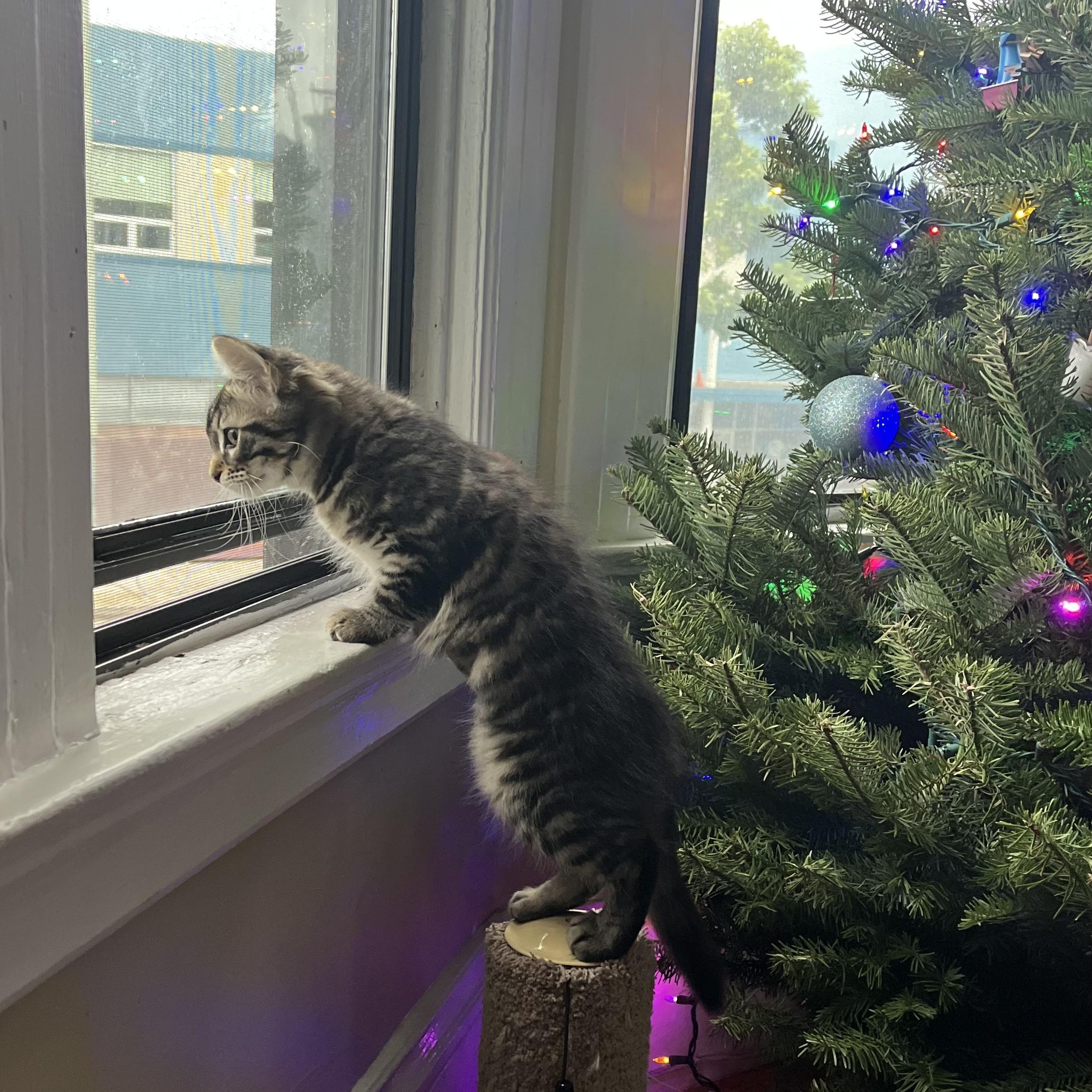 Enlarge Penelope, an adopted Domestic Long Hair in San Francisco, CA image 3/6