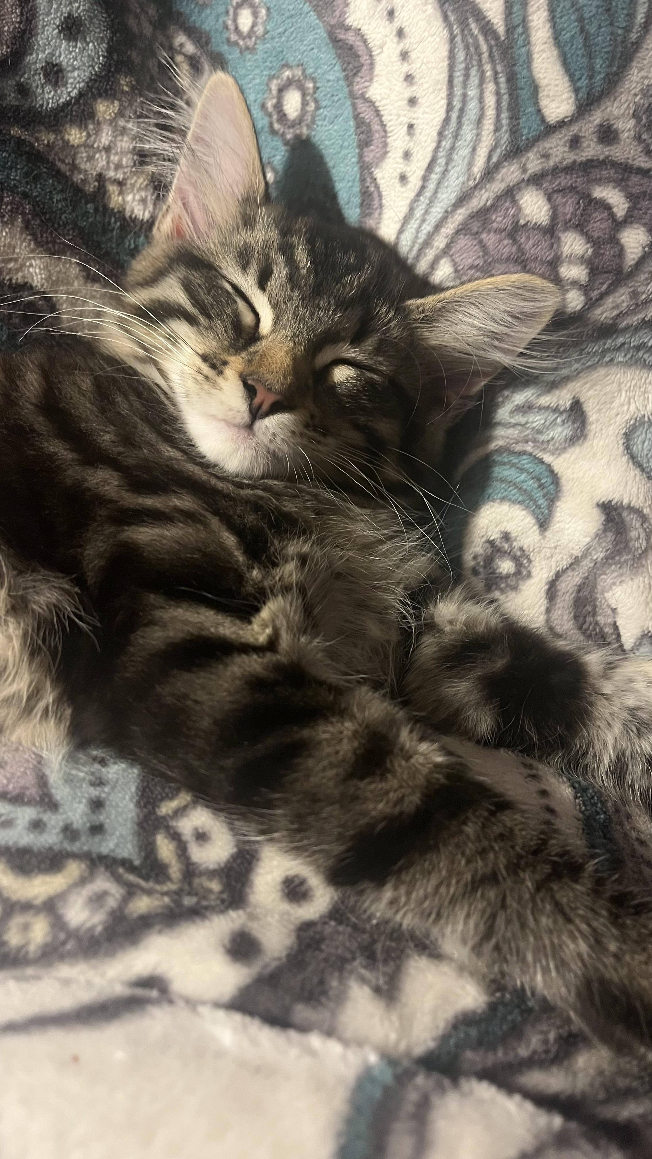 Enlarge Penelope, an adopted Domestic Long Hair in San Francisco, CA image 4/6