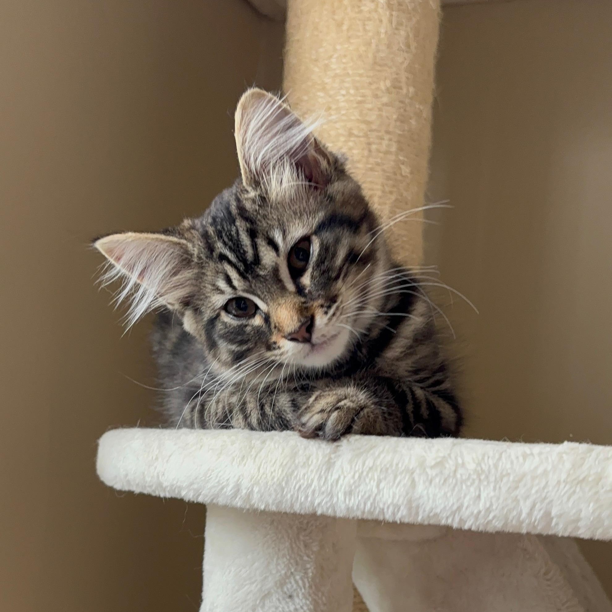 Enlarge Penelope, an adopted Domestic Long Hair in San Francisco, CA image 2/6