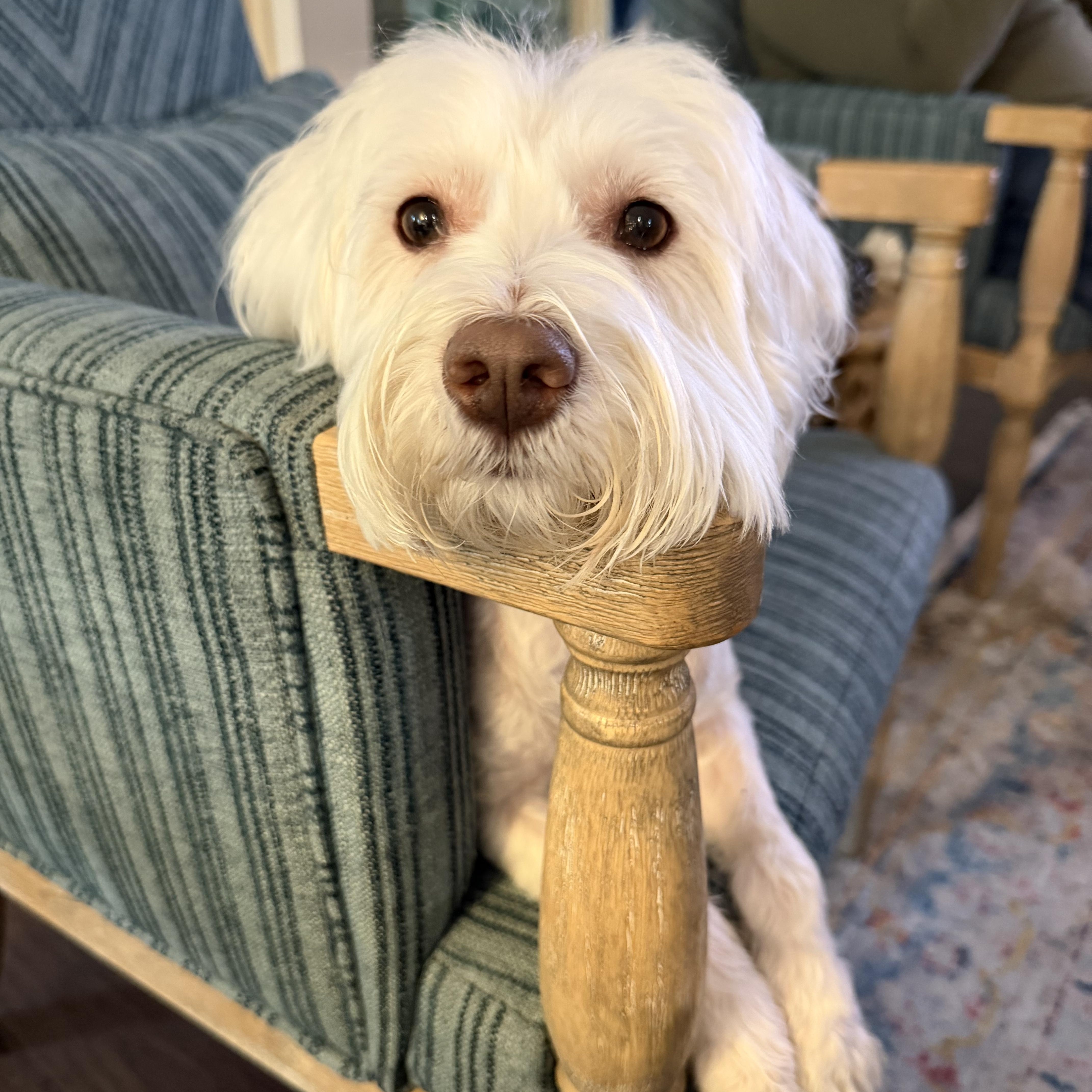 Enlarge Georgia, a ADOPTABLE Miniature Schnauzer in Little Elm, TX image 3/3