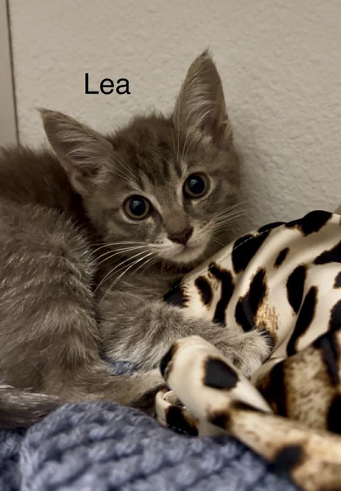 Lea, Adoptable, Kitten Female Tabby.