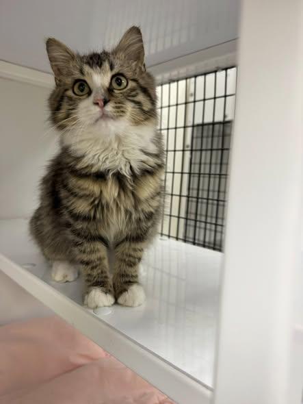 Molly, adopted, Young Female Domestic Long Hair.